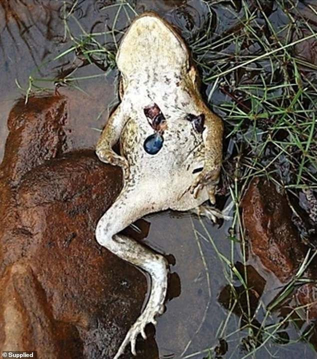 Coc mia lung danh ac doc chet tham boi chuot song