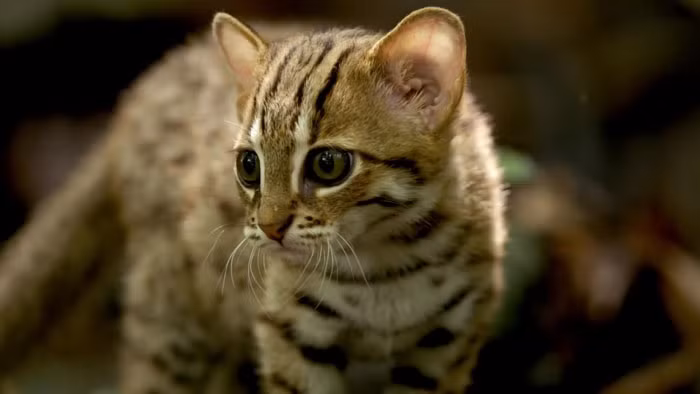 Con mồi của mèo đốm gỉ là những loài gặm nhấm nhỏ và chim.