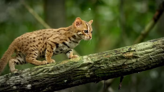 Với chiều dài cơ thể chỉ khoảng 35 - 48cm, và khi trưởng thành cũng chỉ nặng khoảng 1kg, những con mèo đốm gỉ có thể dễ dàng nằm gọn trong lòng bàn tay của con người.