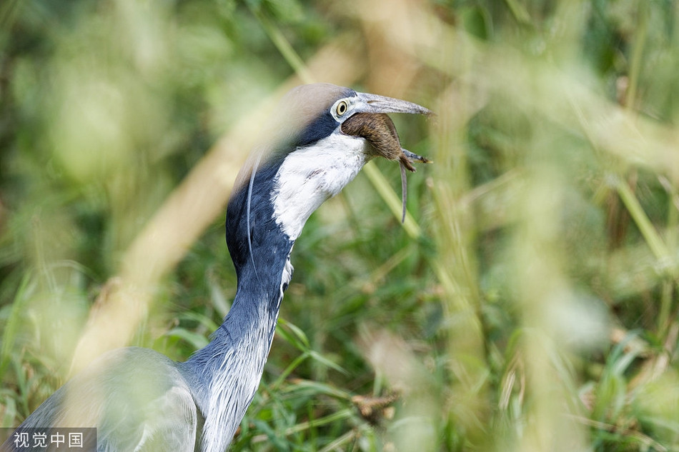 Kich tinh den hai hung canh diec lon san giet chuot-Hinh-5
