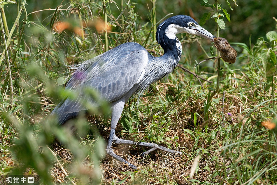 Kịch tính đến hãi hùng cảnh diệc lớn săn giết chuột Kich tinh den hai hung canh diec lon san giet chuot