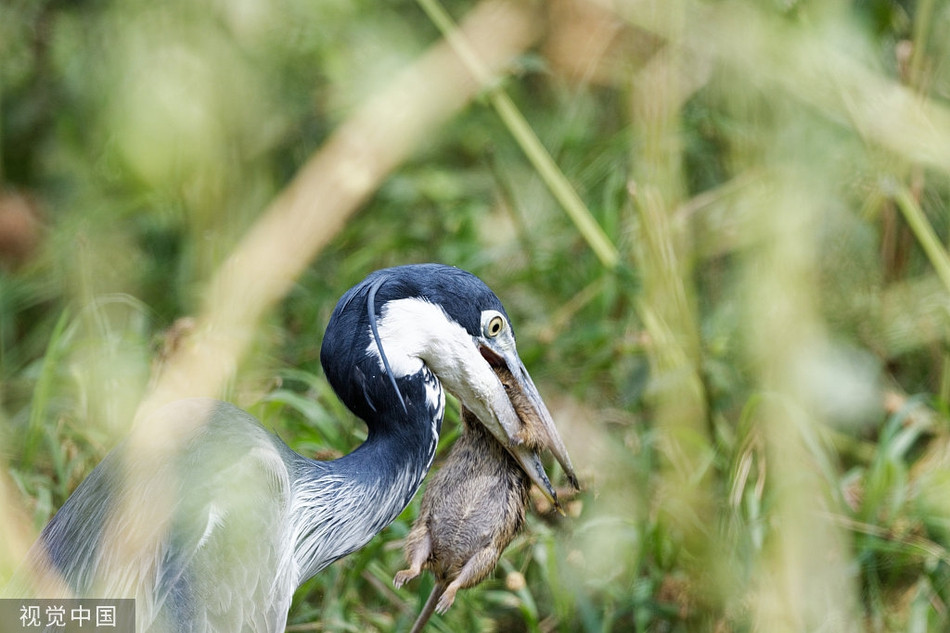 Kich tinh den hai hung canh diec lon san giet chuot-Hinh-4