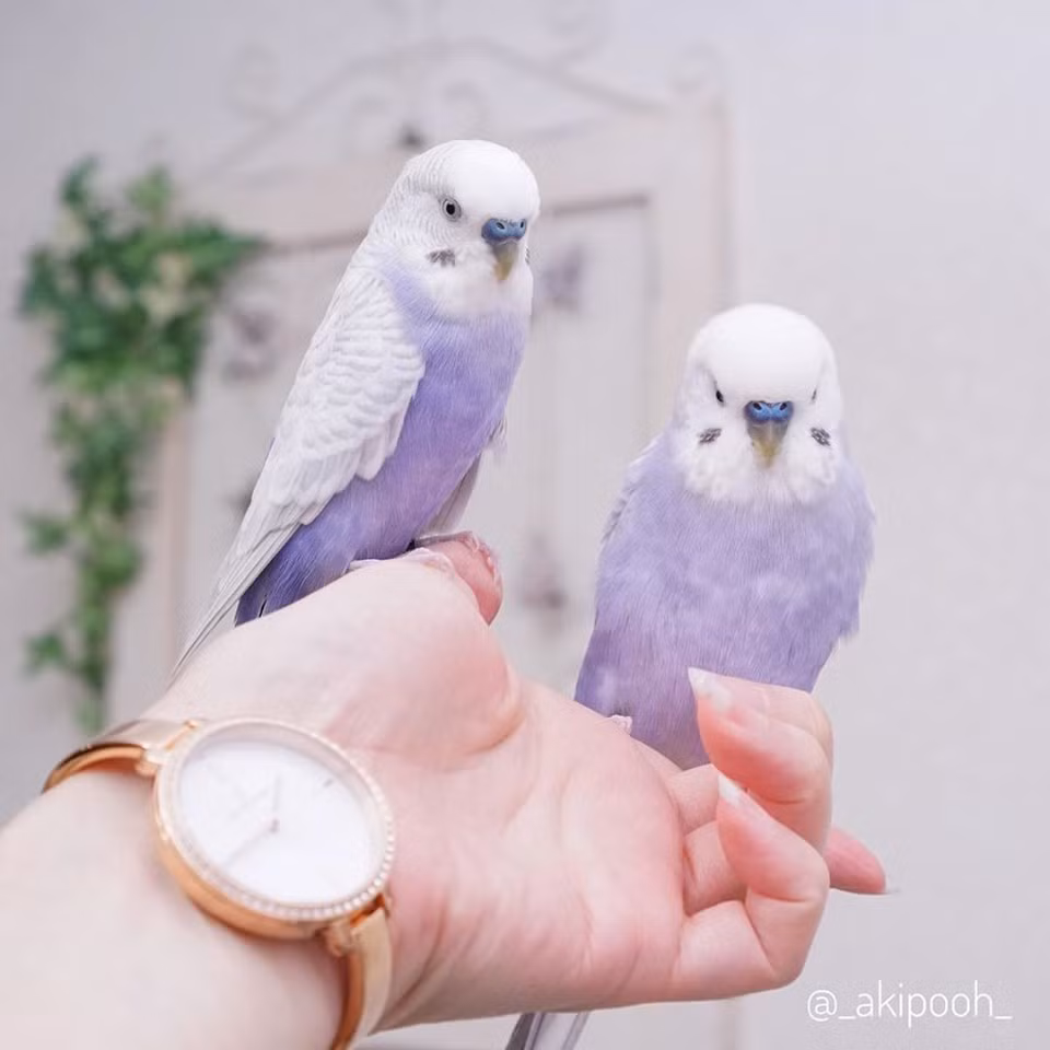 Những món đồ màu tím nhạt, màu hồng phấn luôn khiến các cô gái không thể kìm lòng vì quá đáng yêu. Nếu như có một loài chim sở hữu màu tím nhạt mơ màng, pha chút trắng tinh khến, chắc hẳn sẽ khiến nhiều trái tim đảo điên.