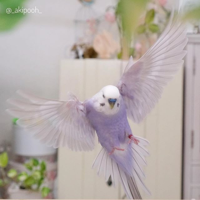 Có người còn cảm thán, nếu nuôi được những con vẹt tím dễ thương này, họ sẽ có cảm giác được sống trong mơ mỗi ngày.