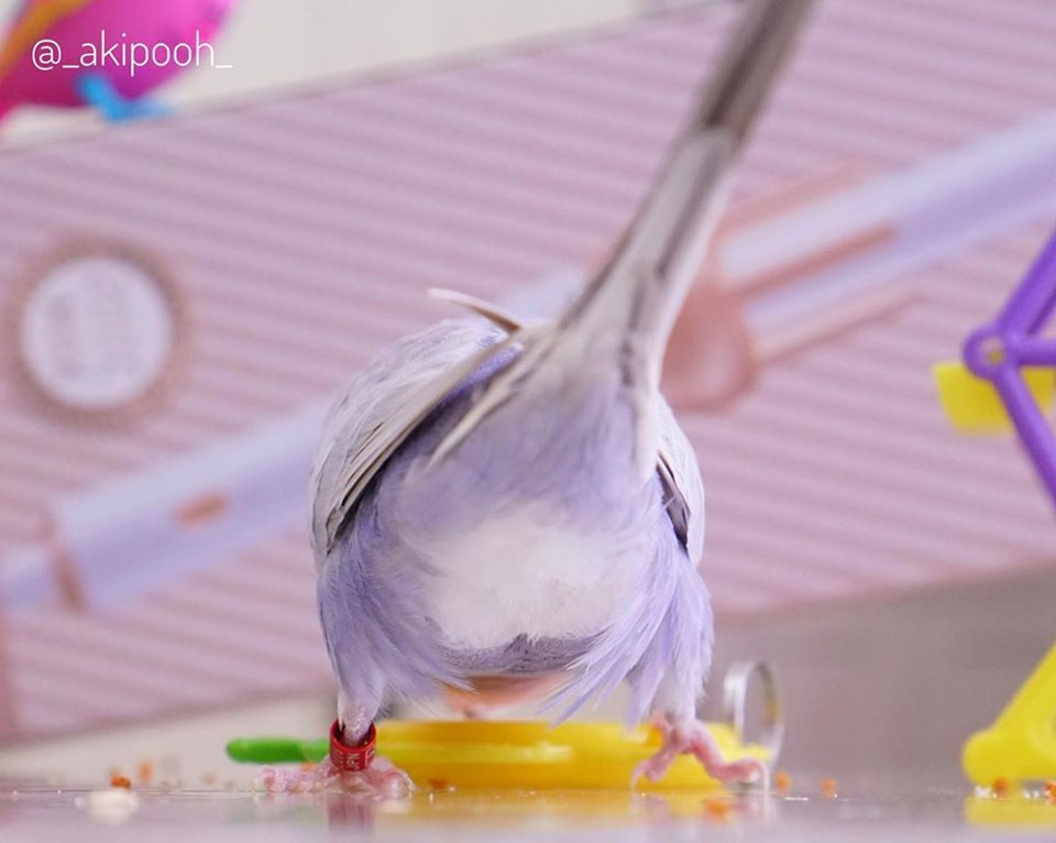 Loài này lần đầu tiên được ghi nhận vào năm 1805, và ngày nay là vật nuôi phổ biến thứ ba trên thế giới, sau chó và mèo.