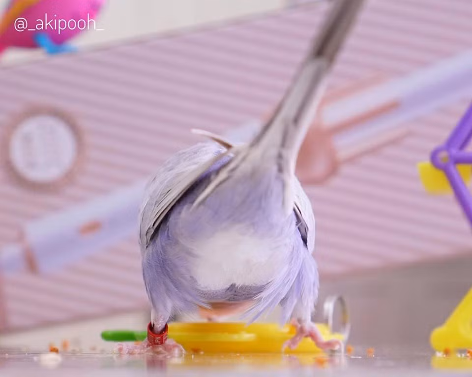 Loài này lần đầu tiên được ghi nhận vào năm 1805, và ngày nay là vật nuôi phổ biến thứ ba trên thế giới, sau chó và mèo.