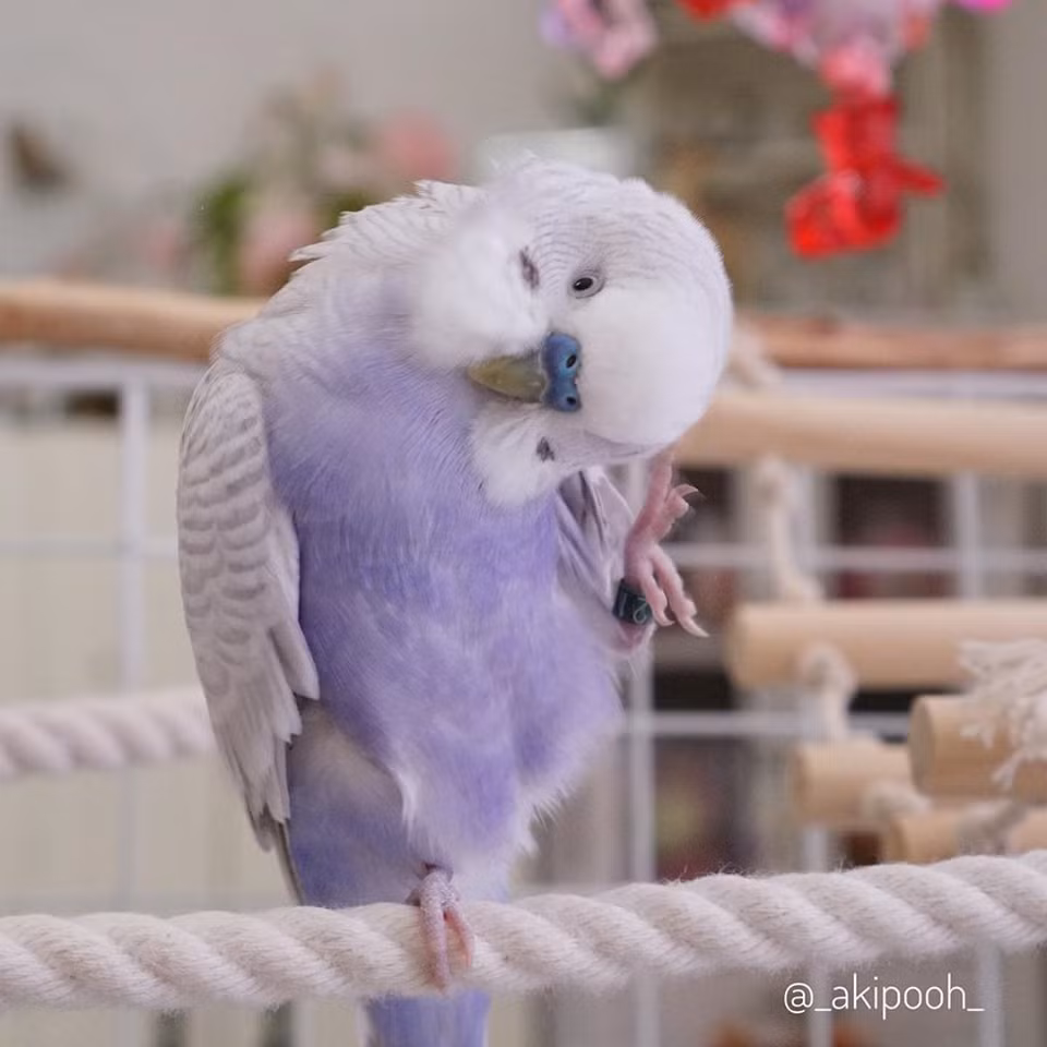 Một cư dân mạng ở Nhật Bản có nuôi vài con vẹt tím siêu đáng yêu. Nhìn vào những hình ảnh của chúng, mọi người sẽ "tan chảy" ngay lập tức.