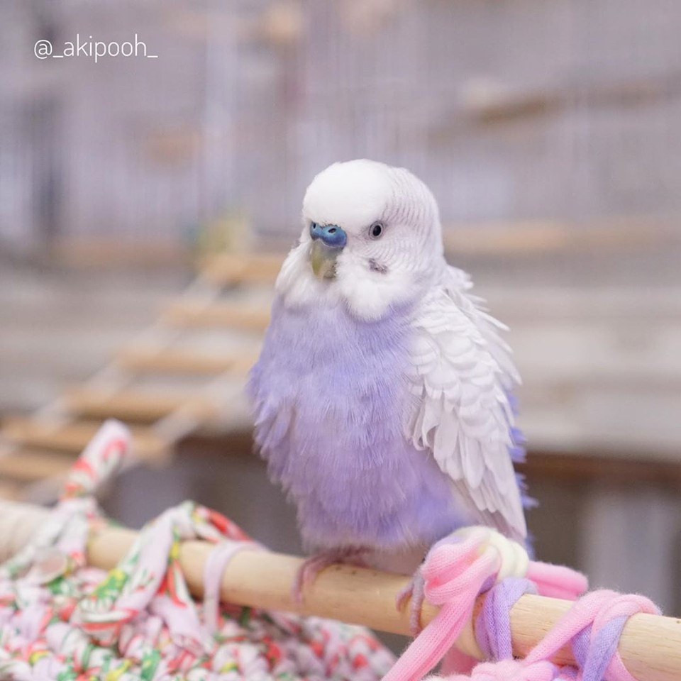 Có thể nhiều người cho rằng loài chim sở hữu màu sắc xinh đẹp như thế chỉ có ở xử sở thần tiên, thiên đường, huyễn hoặc, thế nhưng trên thực tế, giống vẹt tím này có tồn tại.