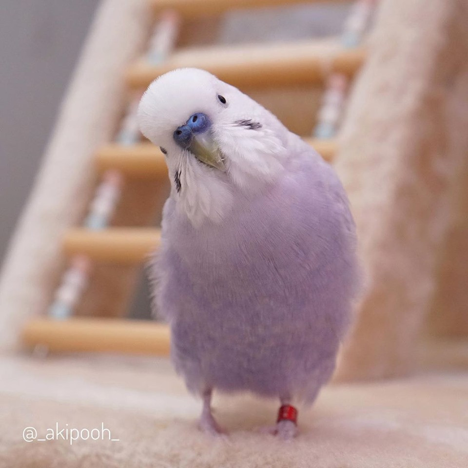 Tuy nhiên cần lưu ý, những con vẹt yến phụng không thích bị nuôi nhốt. Vì vậy, để giúp chúng khỏe mạnh, sinh động hơn, hãy để chúng tự do di chuyển trong nhà.