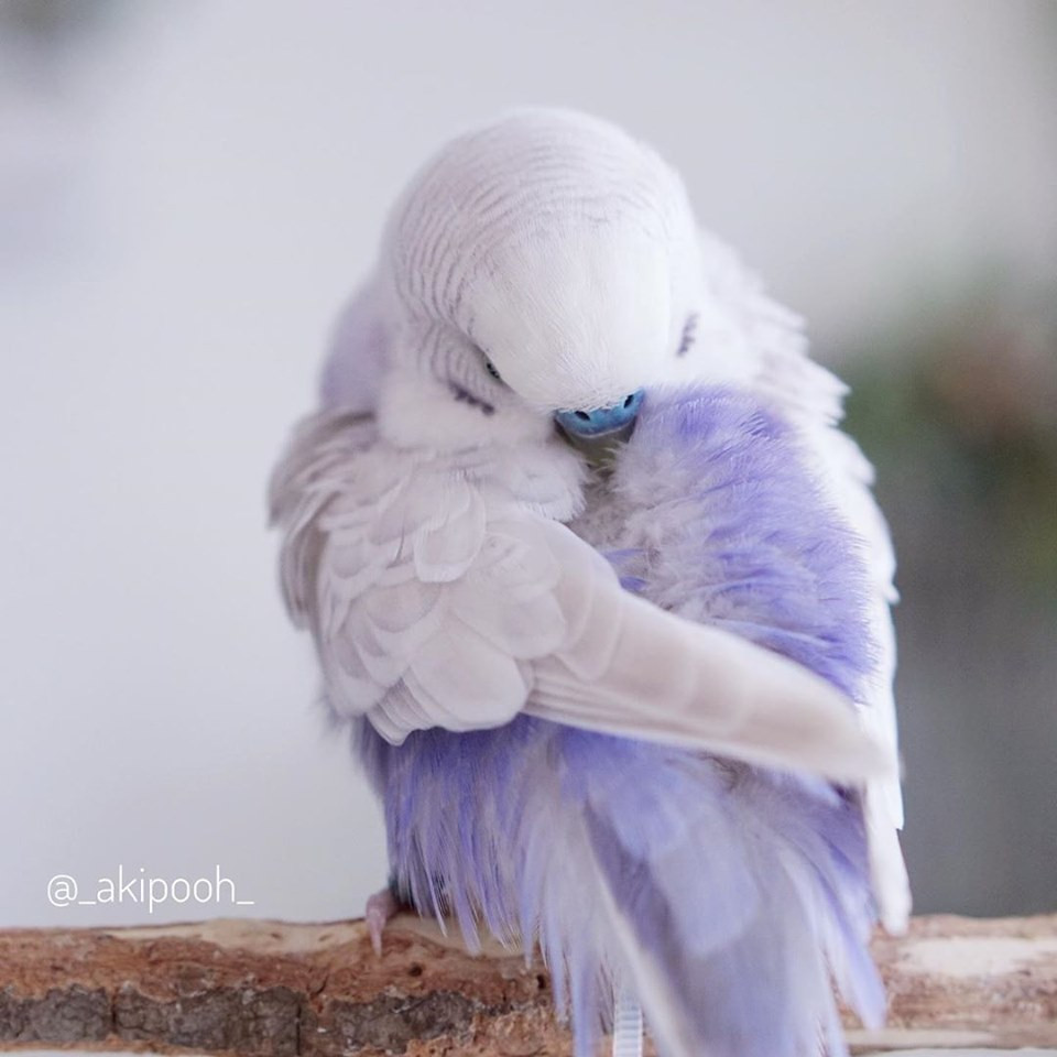 Theo tìm hiểu, vẹt yến phụng có nhiều màu sắc khác nhau, kích thước nhỏ, rất dễ chăm sóc.