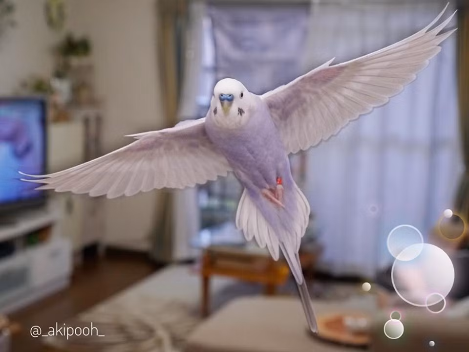 Tên của hai con vẹt xinh đẹp này là Lilulu và Layla.