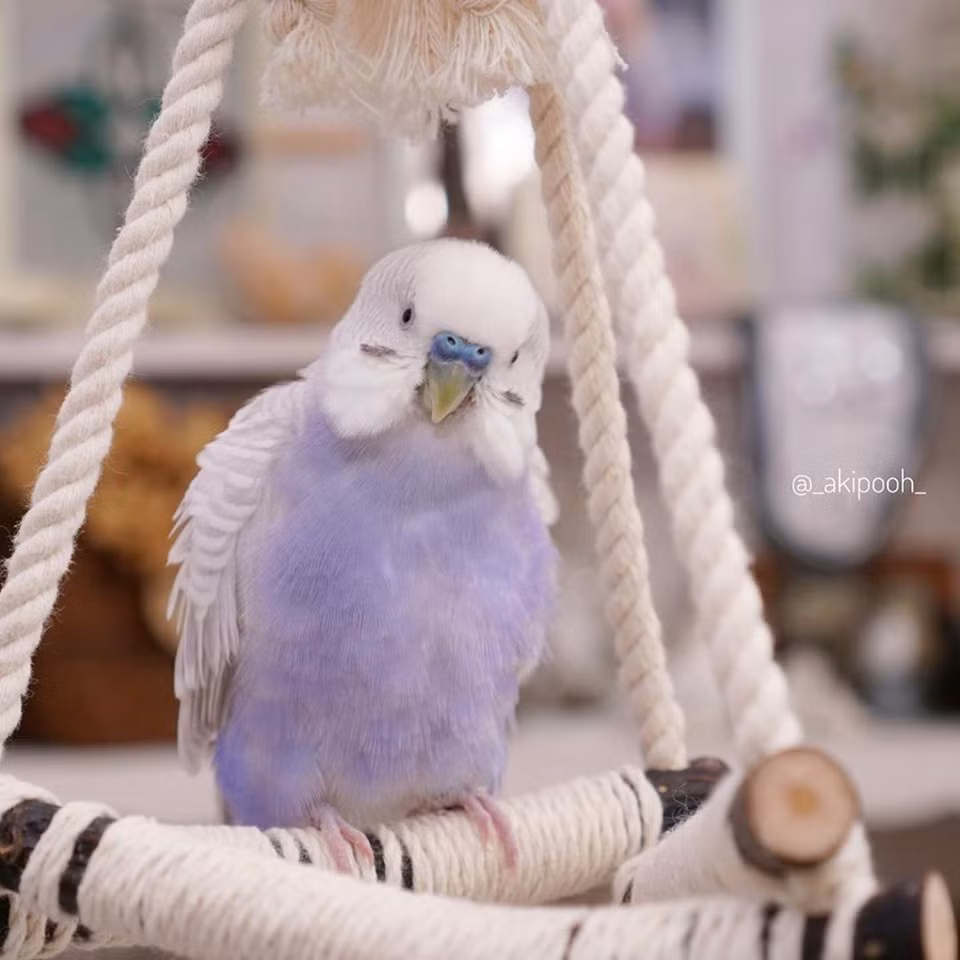 Theo tìm hiểu, cư dân mạng Nhật Bản có nickname là Akipooh, chủ sở hữu của hai con vẹt tím xinh đẹp, dễ thương.