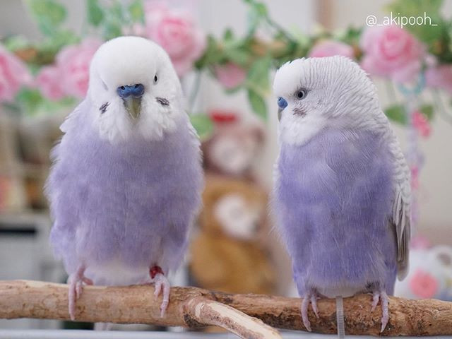 Nhiều người khi nhìn thấy hình ảnh của Liluu và Layla đã không khỏi kinh ngạc. Họ cho rằng, thực sự khó tin khi thế giới tồn tại loại sinh vật xinh đẹp, bắt mắt thế này.