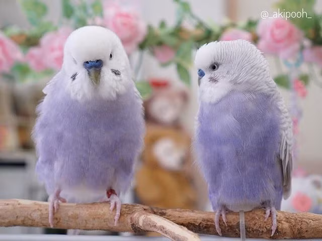 Nhiều người khi nhìn thấy hình ảnh của Liluu và Layla đã không khỏi kinh ngạc. Họ cho rằng, thực sự khó tin khi thế giới tồn tại loại sinh vật xinh đẹp, bắt mắt thế này.