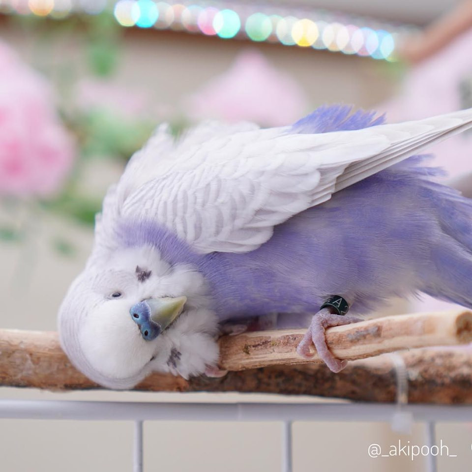 Được biết, Lilulu và Layla thuộc loài vẹt yến phụng hay còn gọi là vẹt đuôi dài Australia, tên tiếng Anh là Budgerigar, tên khoa học là Melopsittacus undulatus. Là một loài chim trong họ Psittacidae.