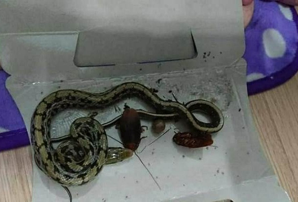 Ran lien tuc bo vao nha tan tang 4, xon xao phong thuy tot-Hinh-2