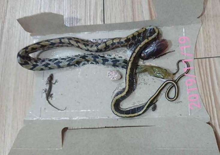 Ran lien tuc bo vao nha tan tang 4, xon xao phong thuy tot-Hinh-3