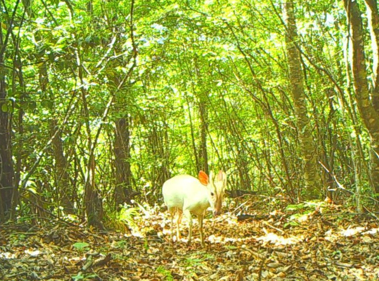 Sung sot huou long trang nhu than thoai xuat hien-Hinh-2