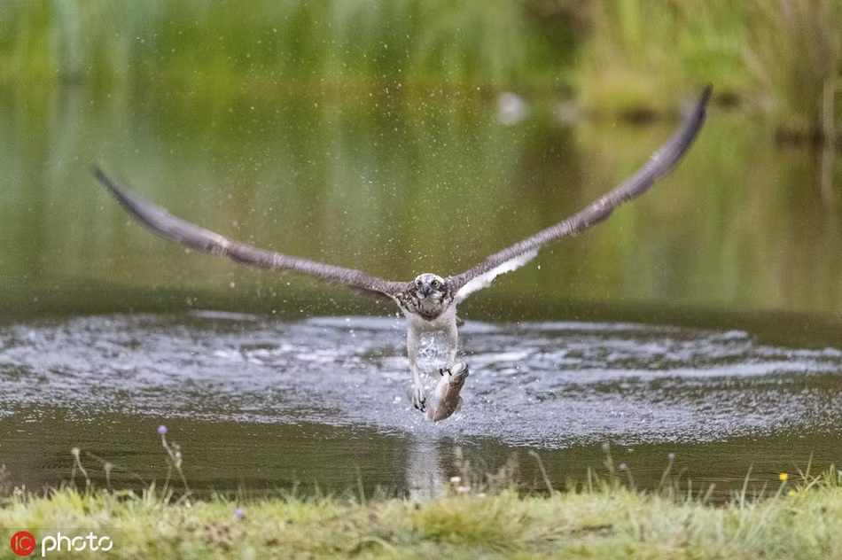 Man san moi o toc do cao cuc man nhan cua ung bien