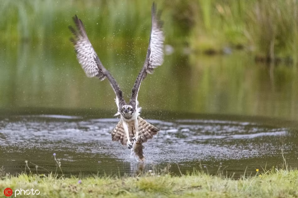 Man san moi o toc do cao cuc man nhan cua ung bien-Hinh-4