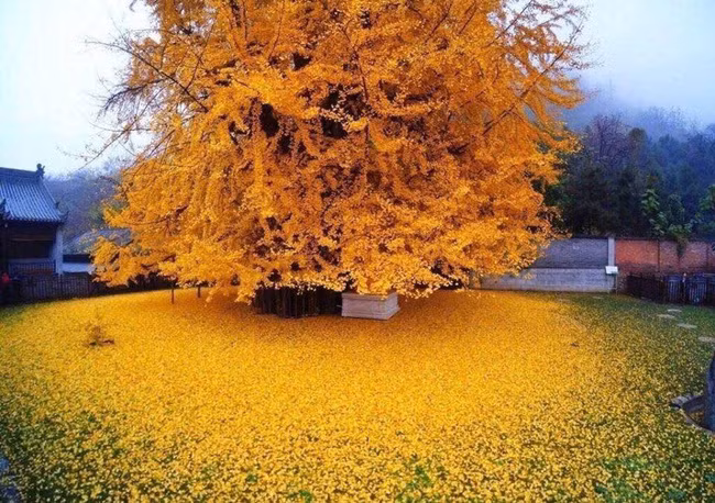 Tại Quan Âm Thiền Tự, thành phố Tây An, tỉnh Thiểm Tây, Trung Quốc có một cây bạch quả ngàn năm vô cùng nổi tiếng. Theo thông tin đăng tải, cây bạch quả này đã có tuổi đời hơn 1400 năm. Mỗi năm, đến thời kỳ lá cây chuyển vàng, sẽ thu hút một lượng lớn du khách đến thưởng ngoạn cảnh đẹp.