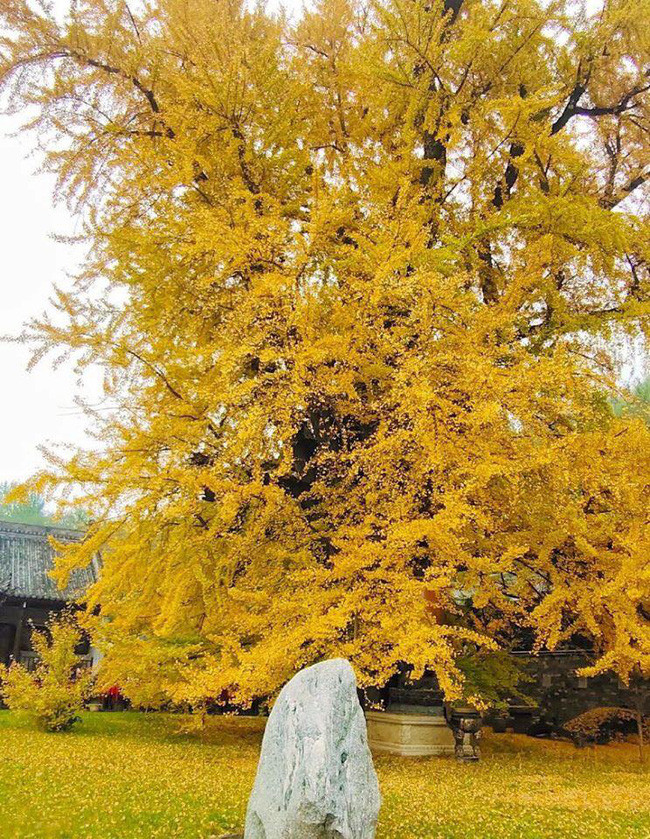 Từ đó đến nay đã hơn 1400 năm, cây bạch quả cũng được liệt vào danh sách những cây cổ thụ được bảo vệ cấp quốc gia.