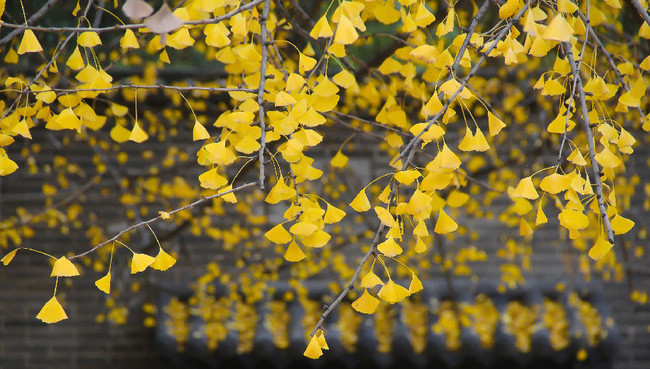 Cây bạch quả, tên khoa học: Ginkgo biloba, trong tiếng Trung còn được gọi là cây ngân hạnh, là loài cây thân gỗ duy nhất còn sinh tồn trong chi Ginkgo, họ Ginkgoaceae.
