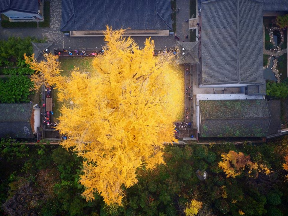 Theo tìm hiểu, ngôi đền Quan Âm này được xây dựng từ thời nhà Đường. Tương truyền rằng, Đường Thái Tông Lý Thế Dân đã chính tay trồng cây bạch quả này.