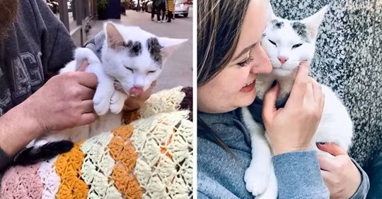 Anh chàng có lòng tốt chăm sóc mèo lang thang, nhận điều khó tin Anh chang co long tot cham soc meo lang thang, nhan dieu kho tin