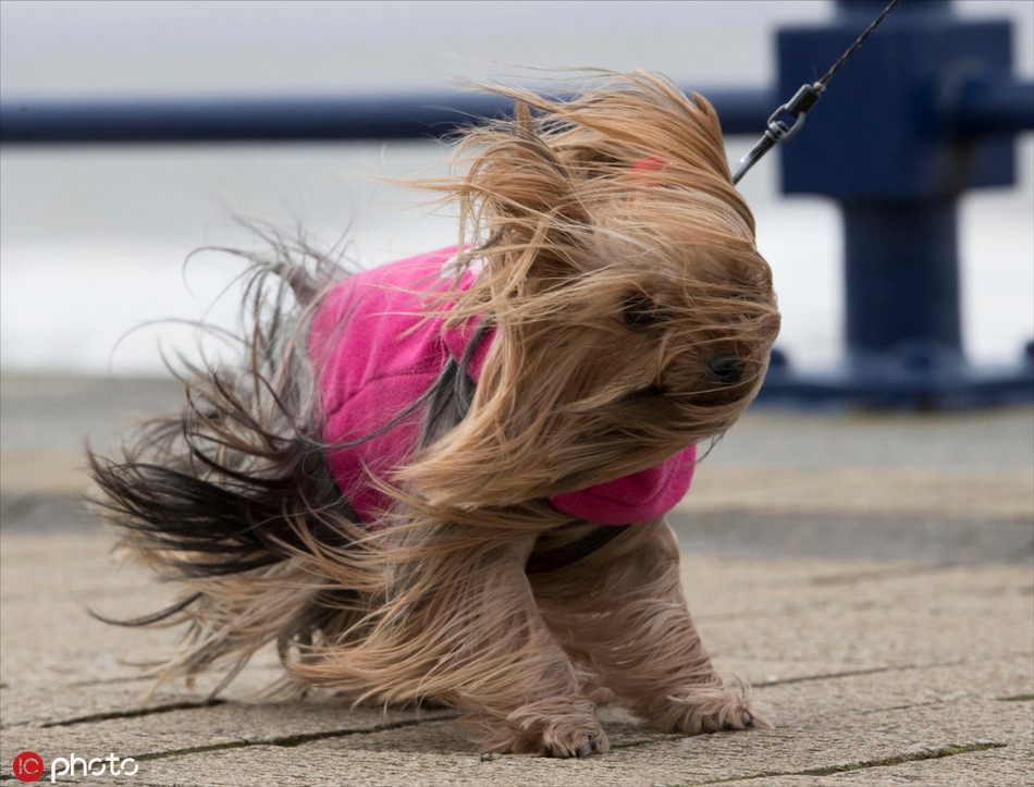 Ngược lại, chú chó này chỉ muốn biến về nhà, tránh khỏi trận gió đáng ghét, làm xơ rối hết bộ lông dài mượt của mình.
