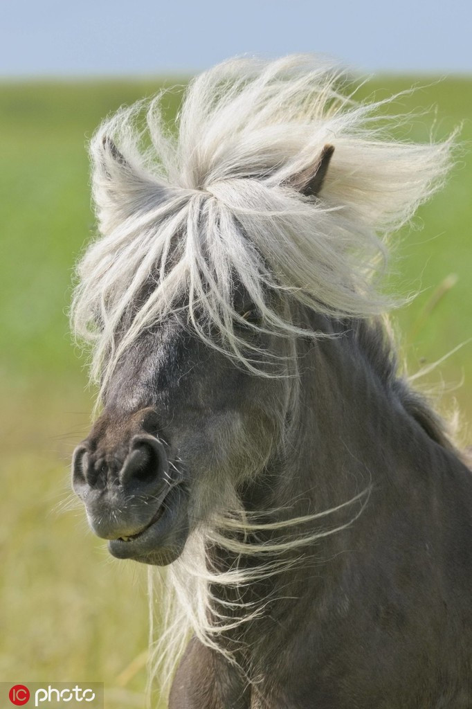 Bị gió thổi tung bờm, con ngựa này có chút bực bội vì đánh mất vẻ bảnh chọe vốn có.