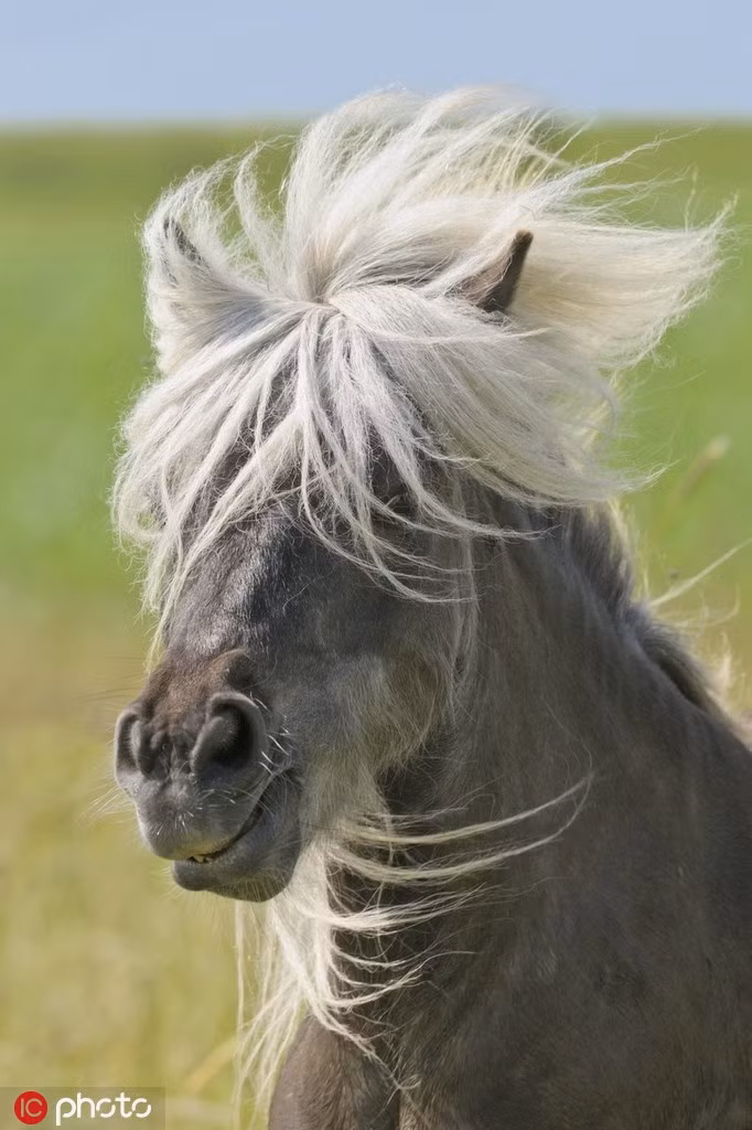 Bị gió thổi tung bờm, con ngựa này có chút bực bội vì đánh mất vẻ bảnh chọe vốn có.