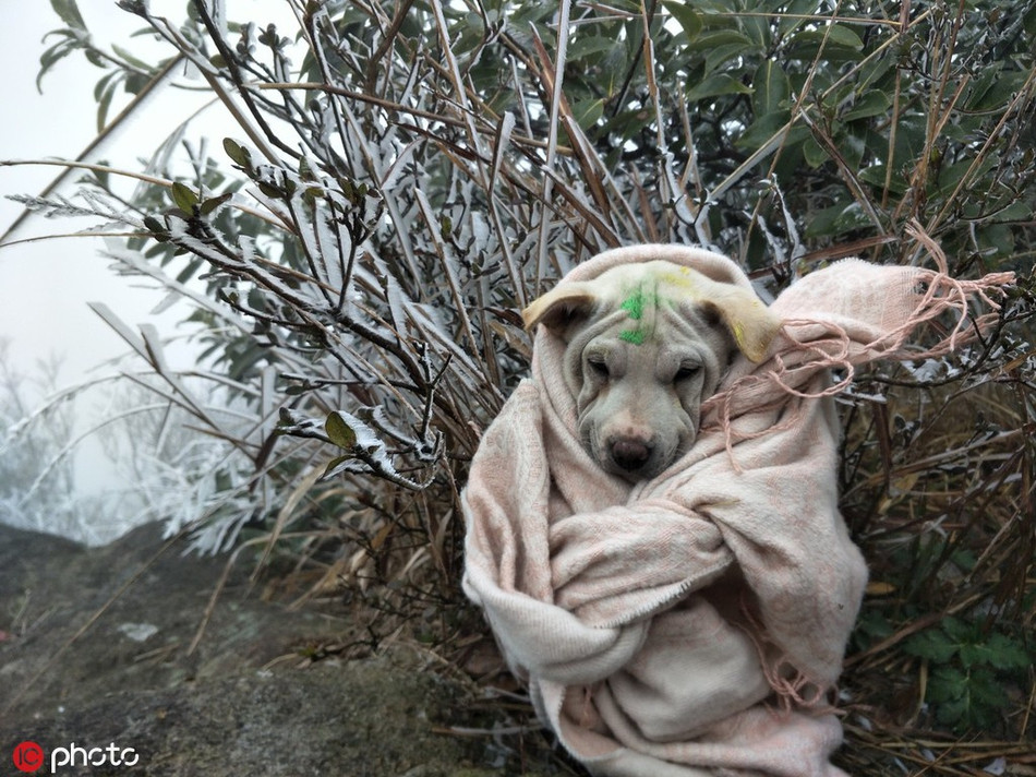 Gió, tuyết thổi qua, chú chó này chẳng màng đến ảnh ọt, chỉ mong mau chóng được về với chiếc ổ ấm áp của mình.