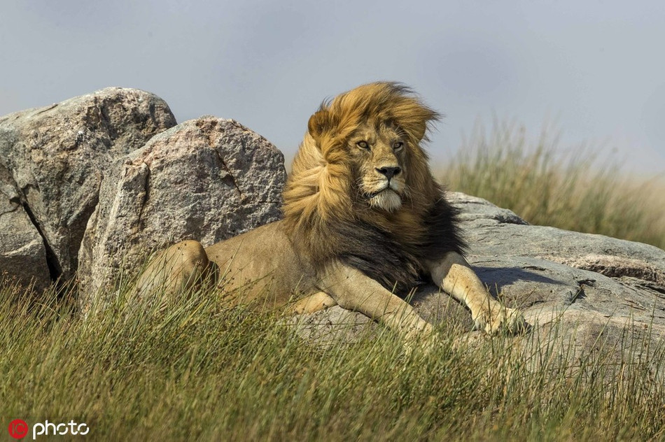 Mặc dù bị gió thổi ngược chiều, sư tử vẫn giữ nguyên dáng vẻ uy nghiêm của mình, chúng tự tin rằng, dù gió có thổi theo chiều nào, cũng không "dìm" được sự đẹp trai ngời ngời của mình.