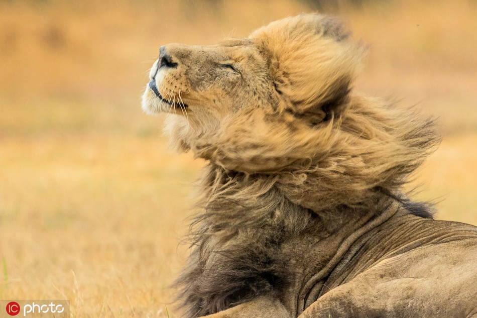 Quả thật, dù gió thổi chiều nào, sư tử đực vẫn giữ được phong độ nhan sắc. Chúng có quyền tự hào vì điều đó.