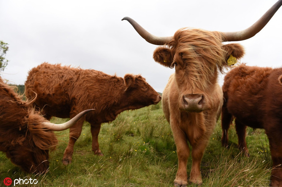Bò tót cáu gắt vì đang chụp ảnh thì bị gió thổi, hỏng hết tóc tai.