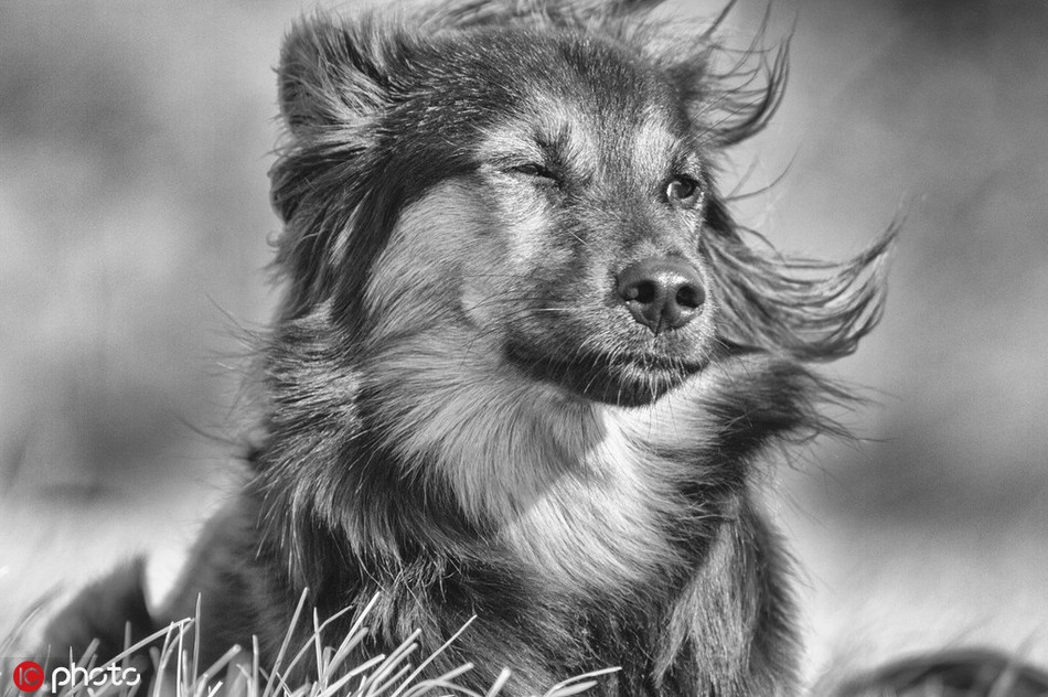 Vẫn muốn tạo dáng, diễn sâu khi gió thổi qua, chú chó này lại bị bắt gặp khoảnh khắc ngượng ngùng một nhắm một mở.