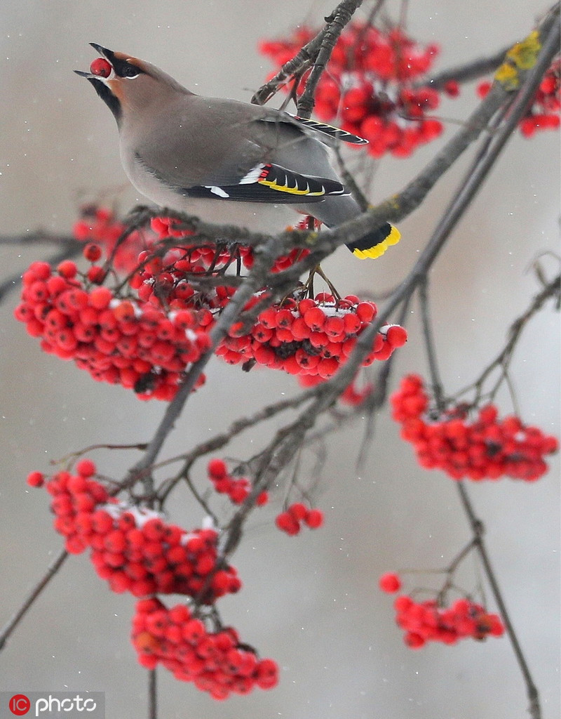 Ngo ngang chim se tu tap an qua mong dep nhu tranh ve-Hinh-3