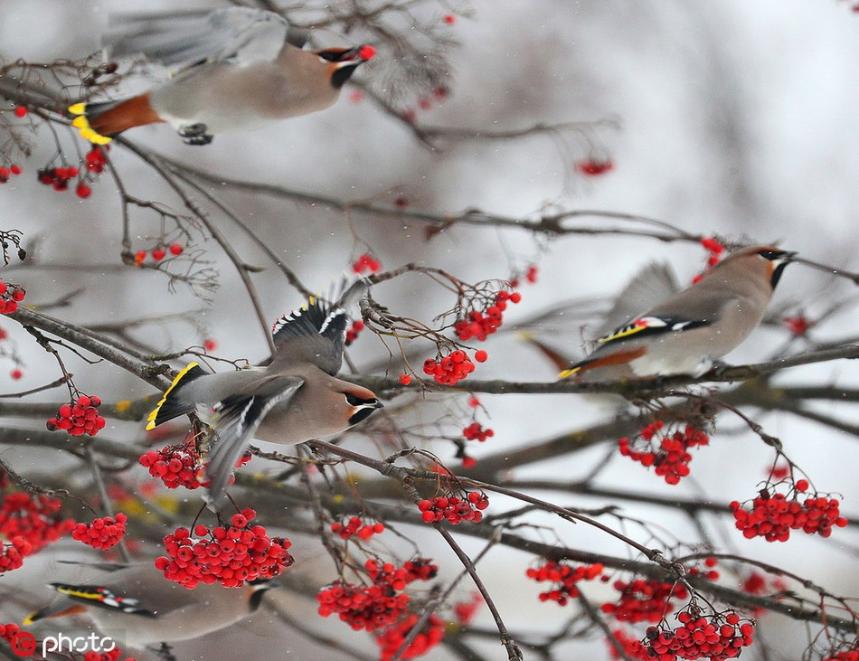 Ngo ngang chim se tu tap an qua mong dep nhu tranh ve