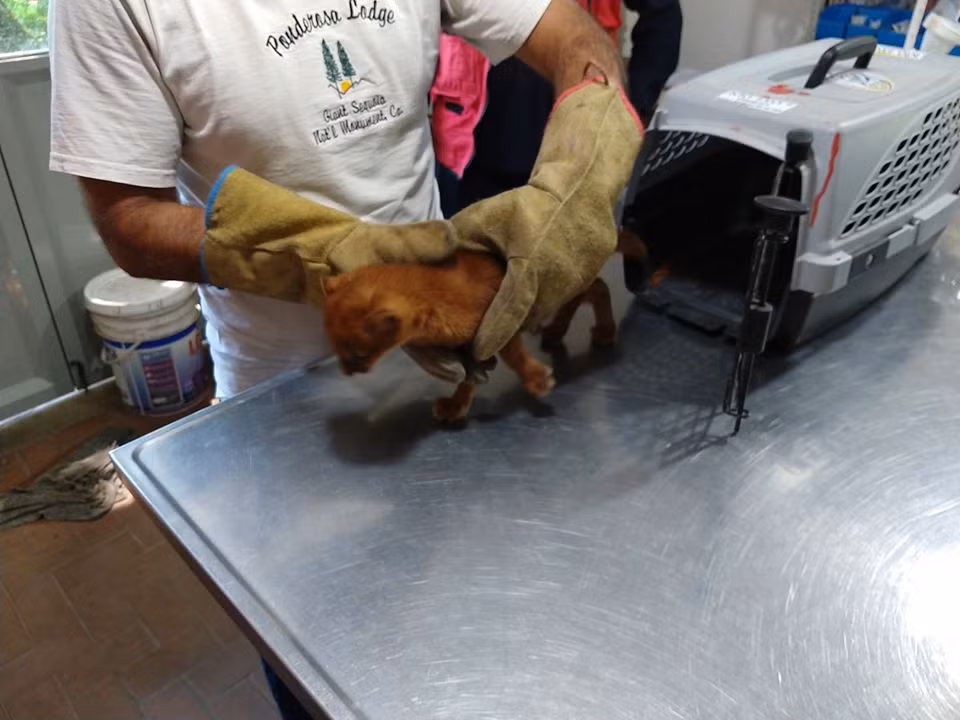 Đưa về nhà, cô Florencia nhận ra, chú mèo con mình nhận nuôi bị thương ở chân, vì vậy cô cố gắng băng chó, cứu chữa. Đáng tiếc, qua hai tháng, vết thương ở chân của Tito không tốt lên là bao.