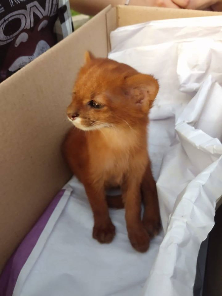 Theo các chuyên gia của FARA, sau khi Tito hồi phục và trở nên khỏe mạnh, cứng cáp, họ sẽ trả nó về môi trường hoang dã, nơi nó xứng đáng thuộc về.