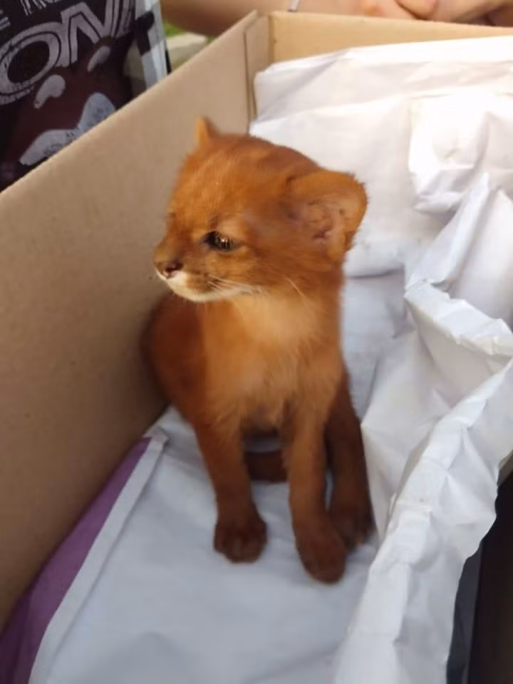 Theo các chuyên gia của FARA, sau khi Tito hồi phục và trở nên khỏe mạnh, cứng cáp, họ sẽ trả nó về môi trường hoang dã, nơi nó xứng đáng thuộc về.