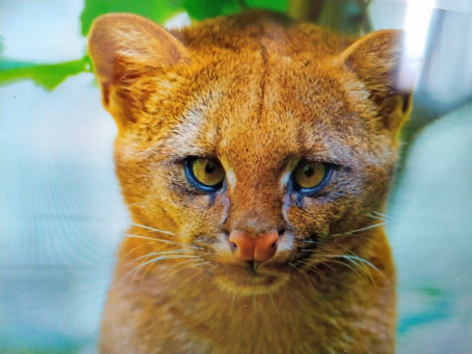 Biết rằng nếu bỏ mặc, mèo con chắc chắn sẽ chết, cô Florencia quyết định nhận nuôi mèo con và đặt tên là Tito.