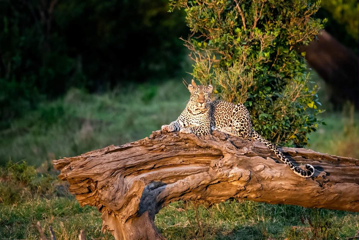 Bao hoa mai bi tran khong lo tan cong va ket khong ngo-Hinh-4