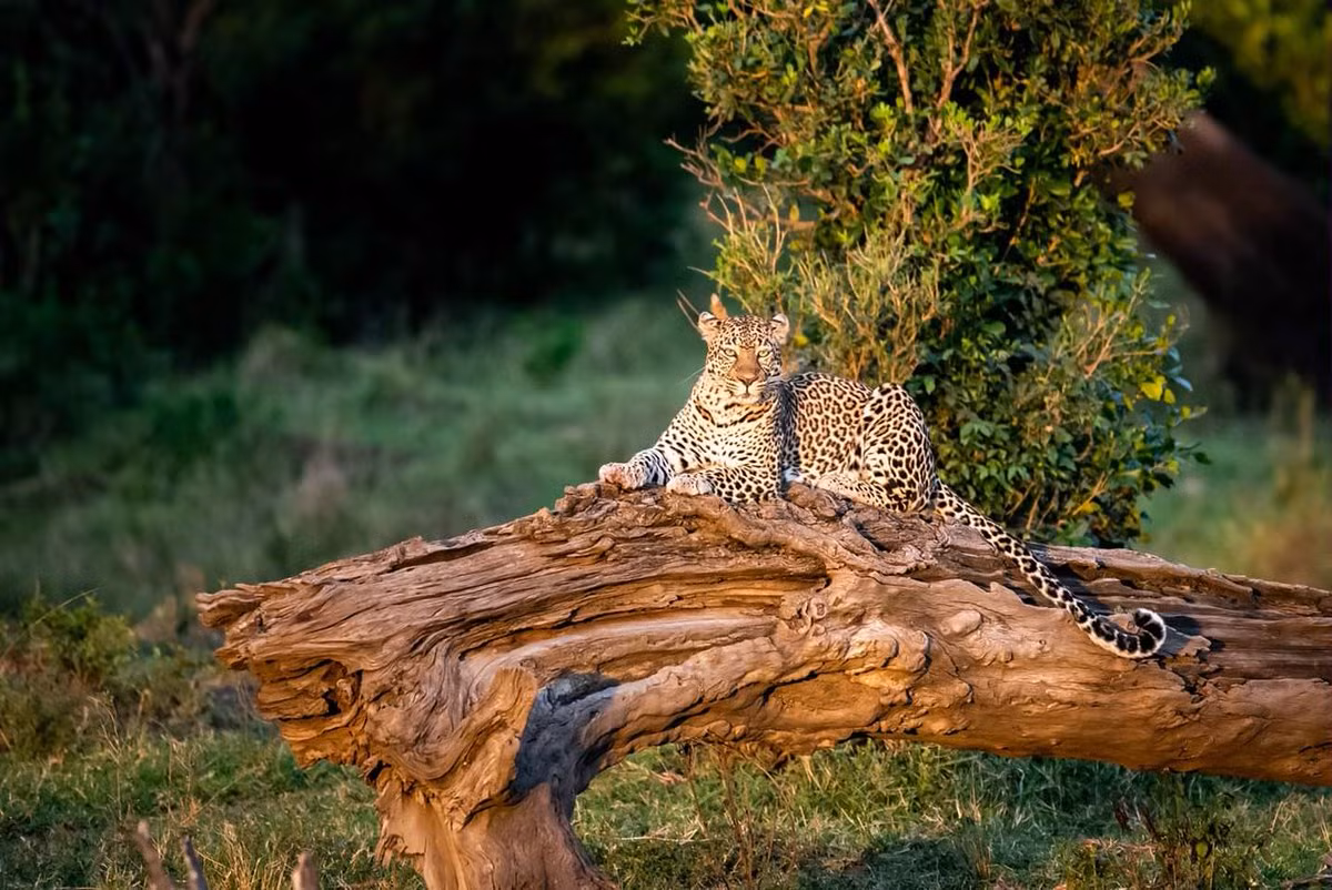 Bao hoa mai bi tran khong lo tan cong va ket khong ngo-Hinh-4