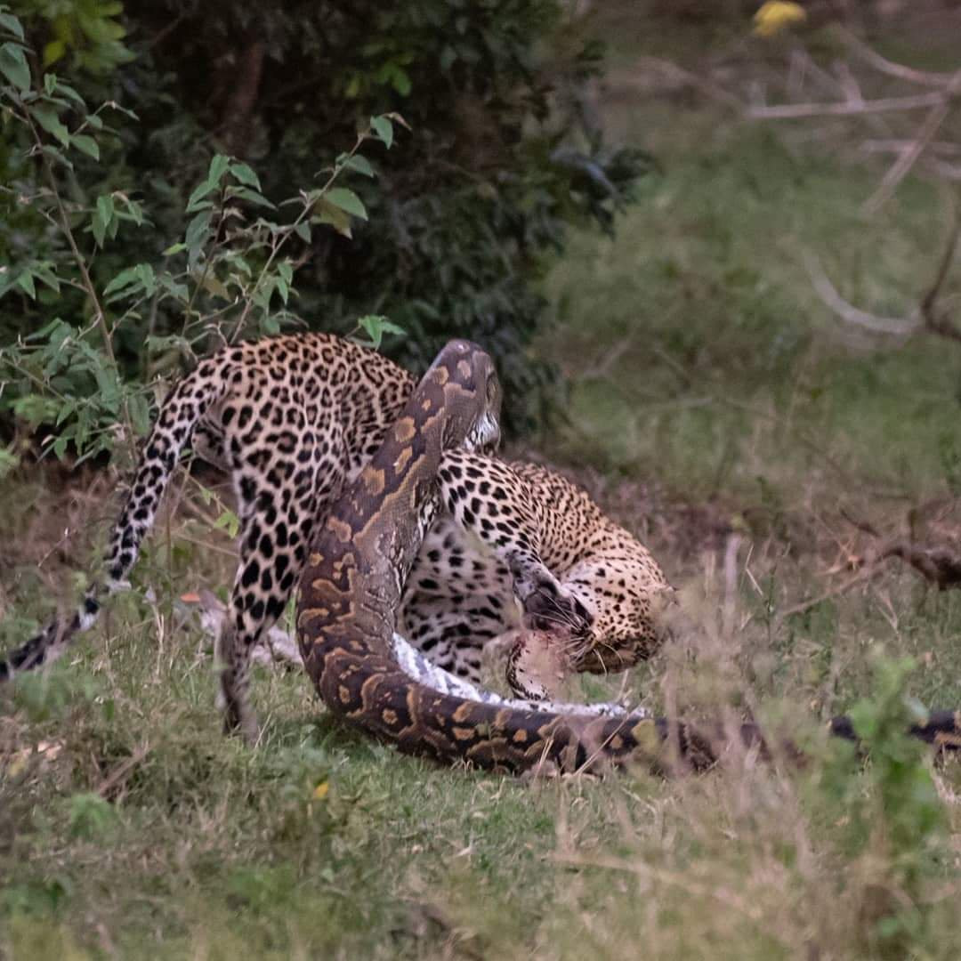 Bao hoa mai bi tran khong lo tan cong va ket khong ngo-Hinh-2