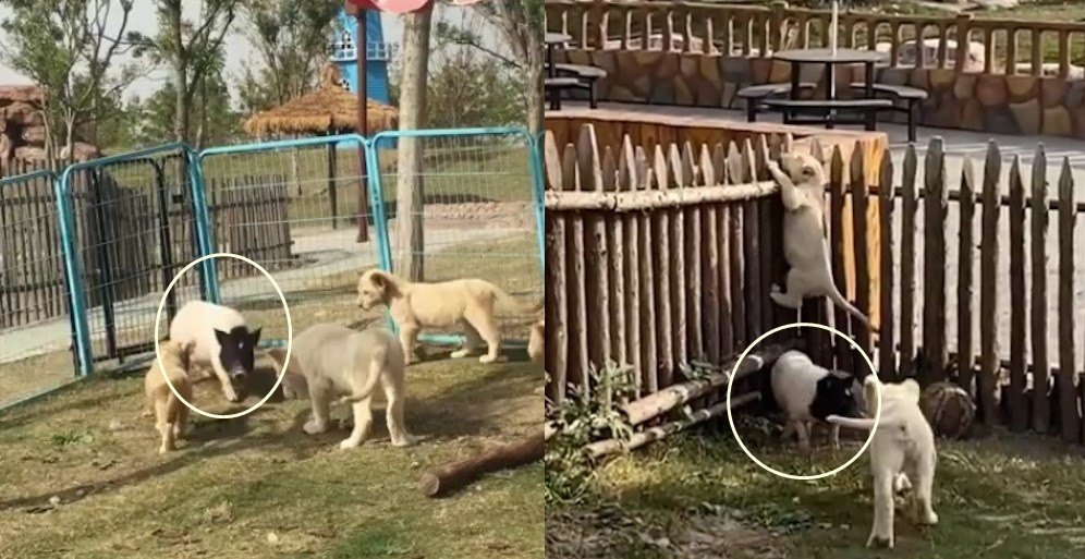 Chet cuoi lon con len vao chuong, doa su tu con so phat khiep