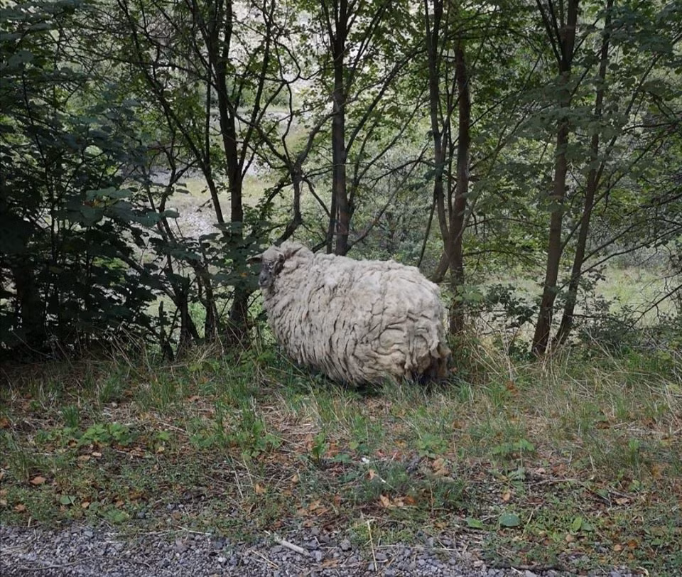 Chỉ khi thấy con người đến quá gần, nó mới vội vã chạy đi. Người dân địa phương ước tính, lông trên người con cừu đã nặng đến khoảng 20kg, cực dày và nặng.