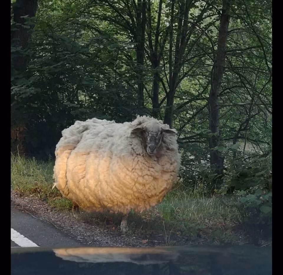 Cũng bởi vì bộ lông quá dày này, cừu Maggie bốc mùi hôi thối rất khó chịu.