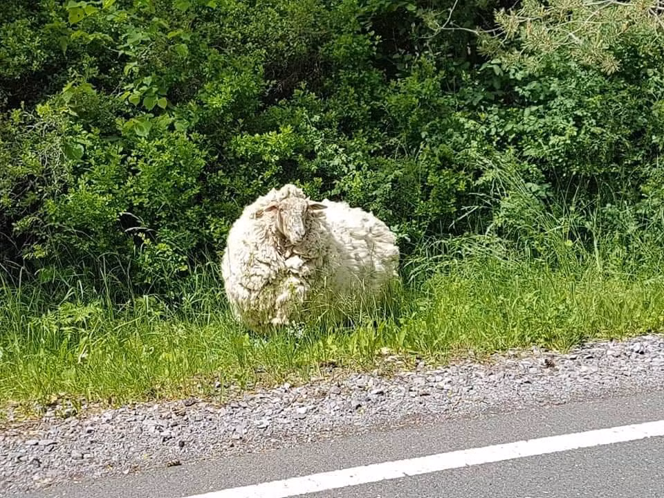 Những mãnh thú săn mồi sống trong khu rừng như chó sói cũng không muốn săn giết Maggie vì không ngửi nổi mùi thối của con cừu.